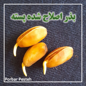 بذر اصلاح شده پسته سبز شده با نوشته