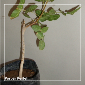 نهال پیومدی پسته